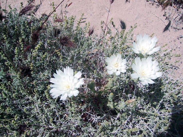 Desert chickory