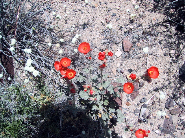 Apricot mallow