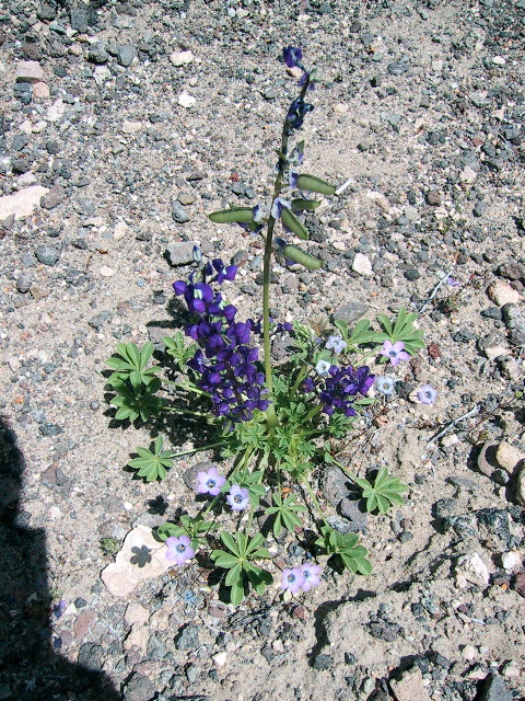 Desert lupine