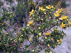 Creosote bush